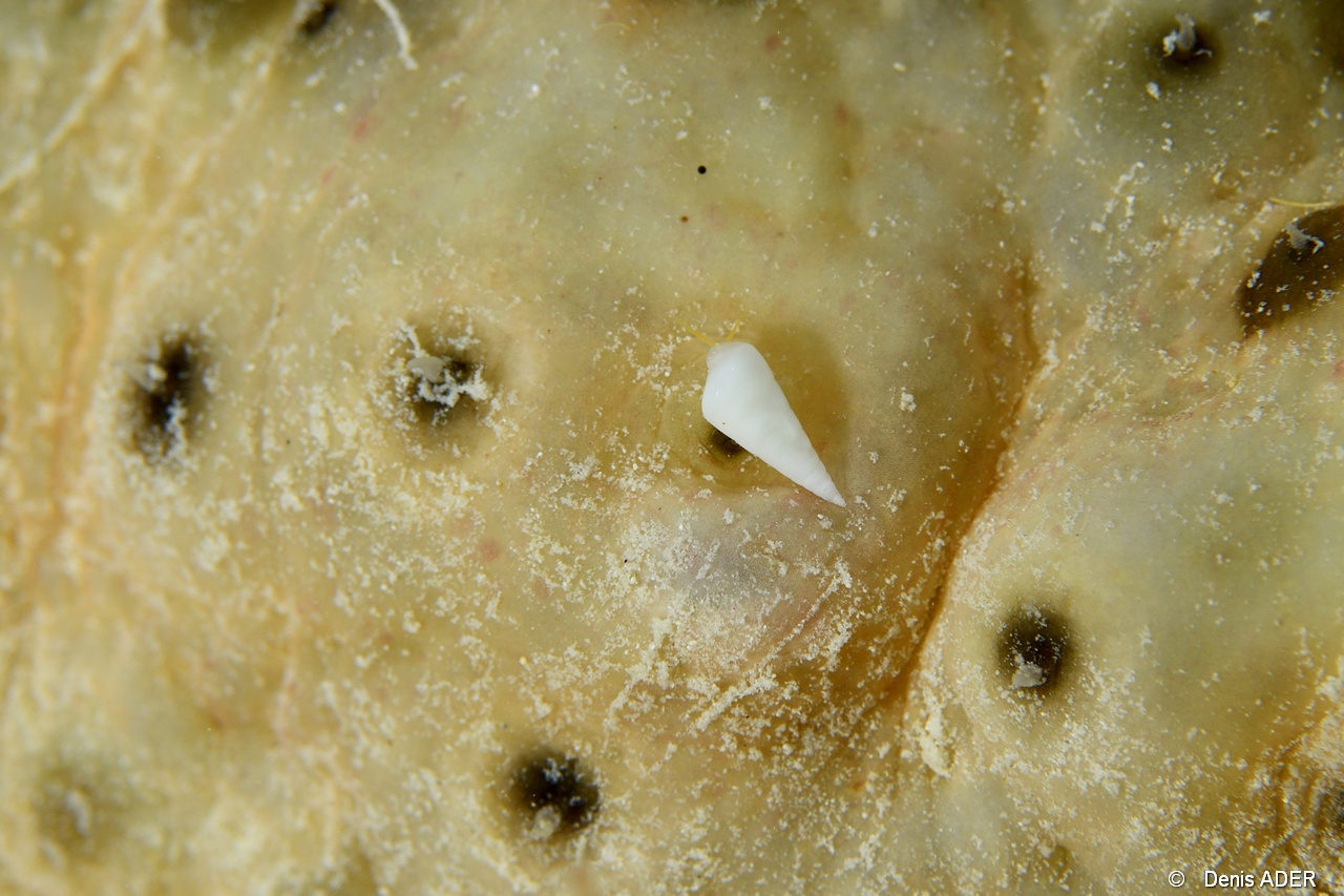 Eulima sp Eulime mollusque parasite-Stichopus horrens Praslin Anse petite cour-8m-20190611nuit-Denis-ADER-DSC_9337_tn.jpg